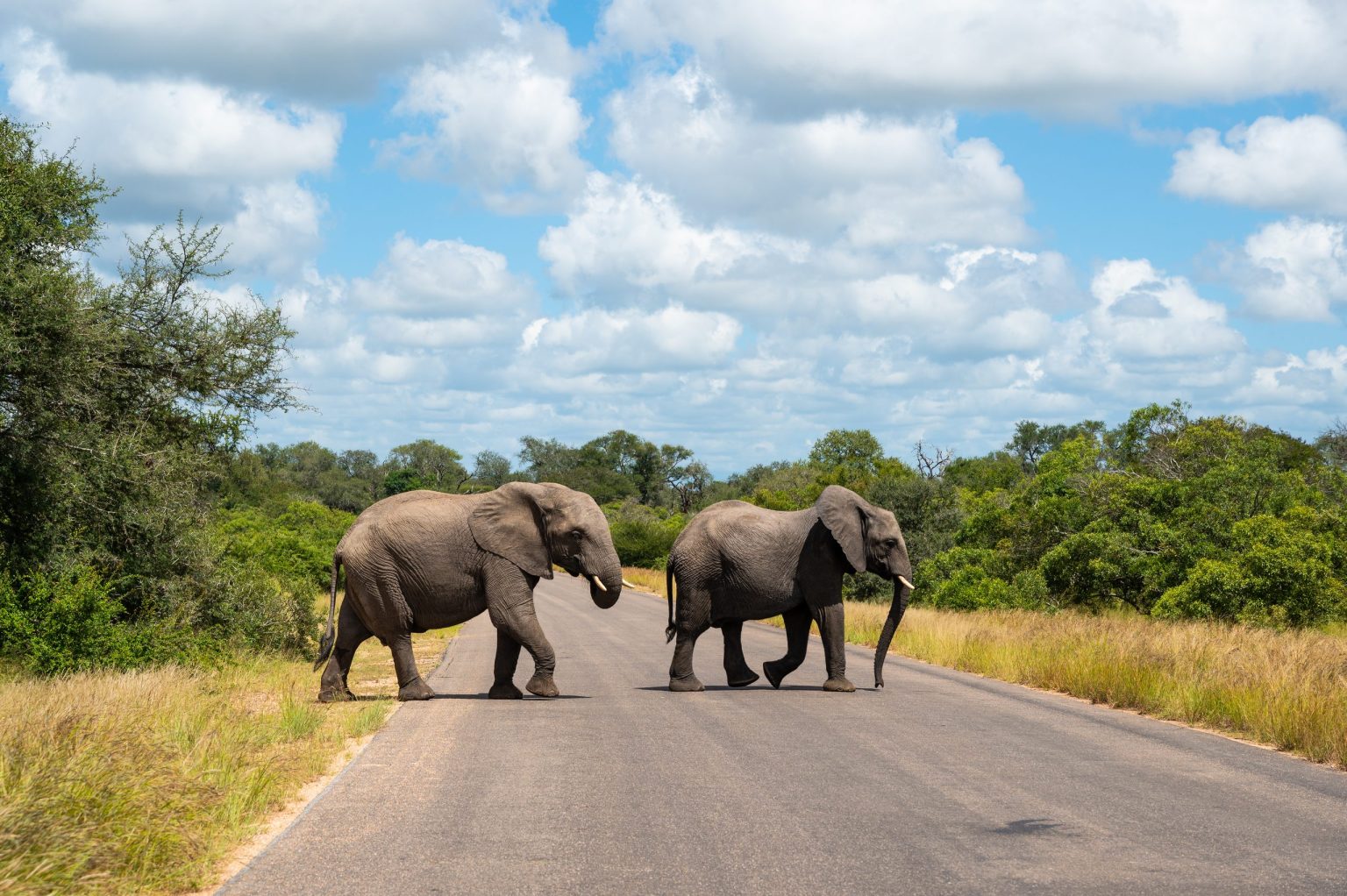 Elephants crossing the road in Kruger National Park