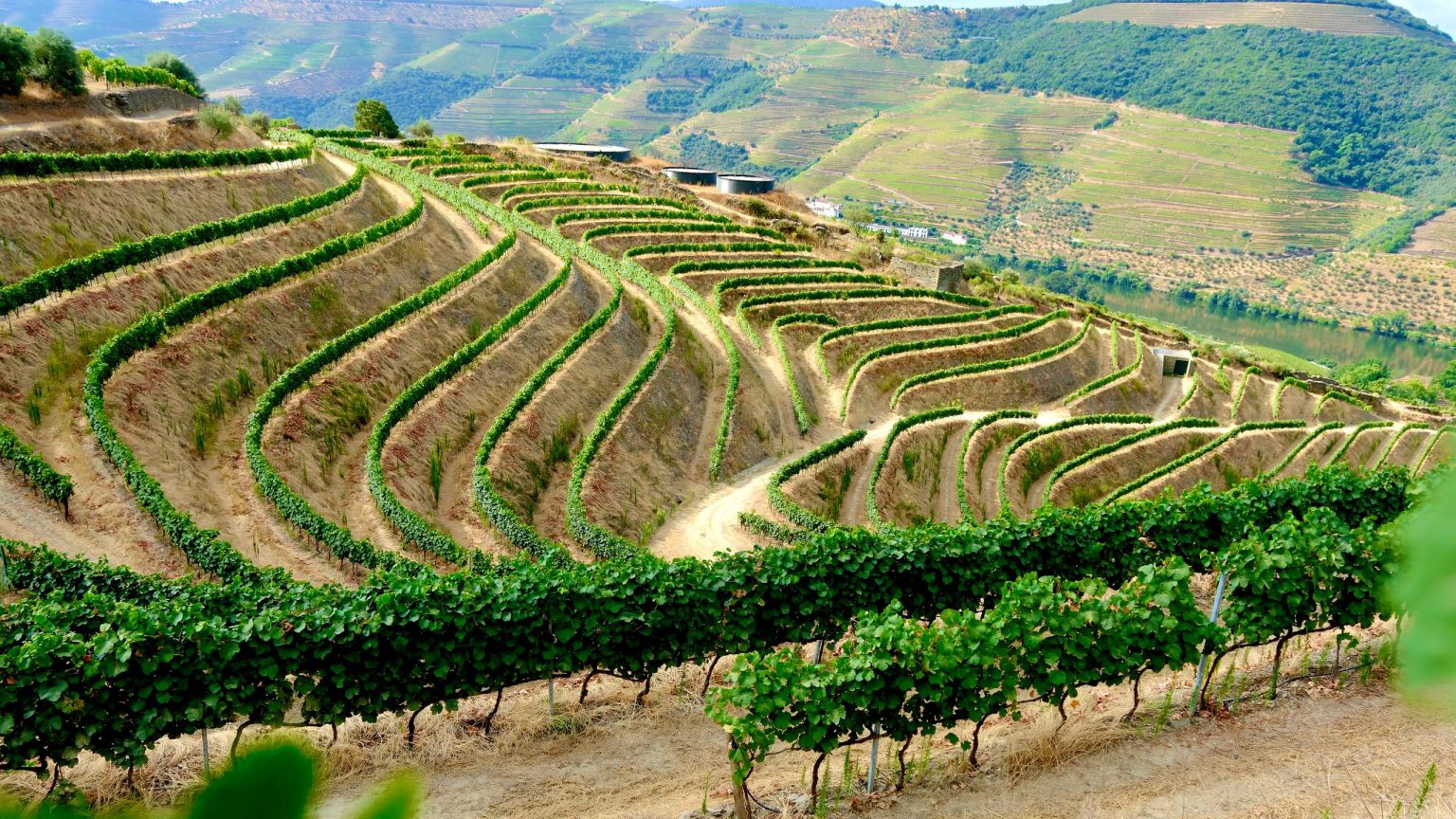 Vineyard terraces above Pinhão in the Douro Valley