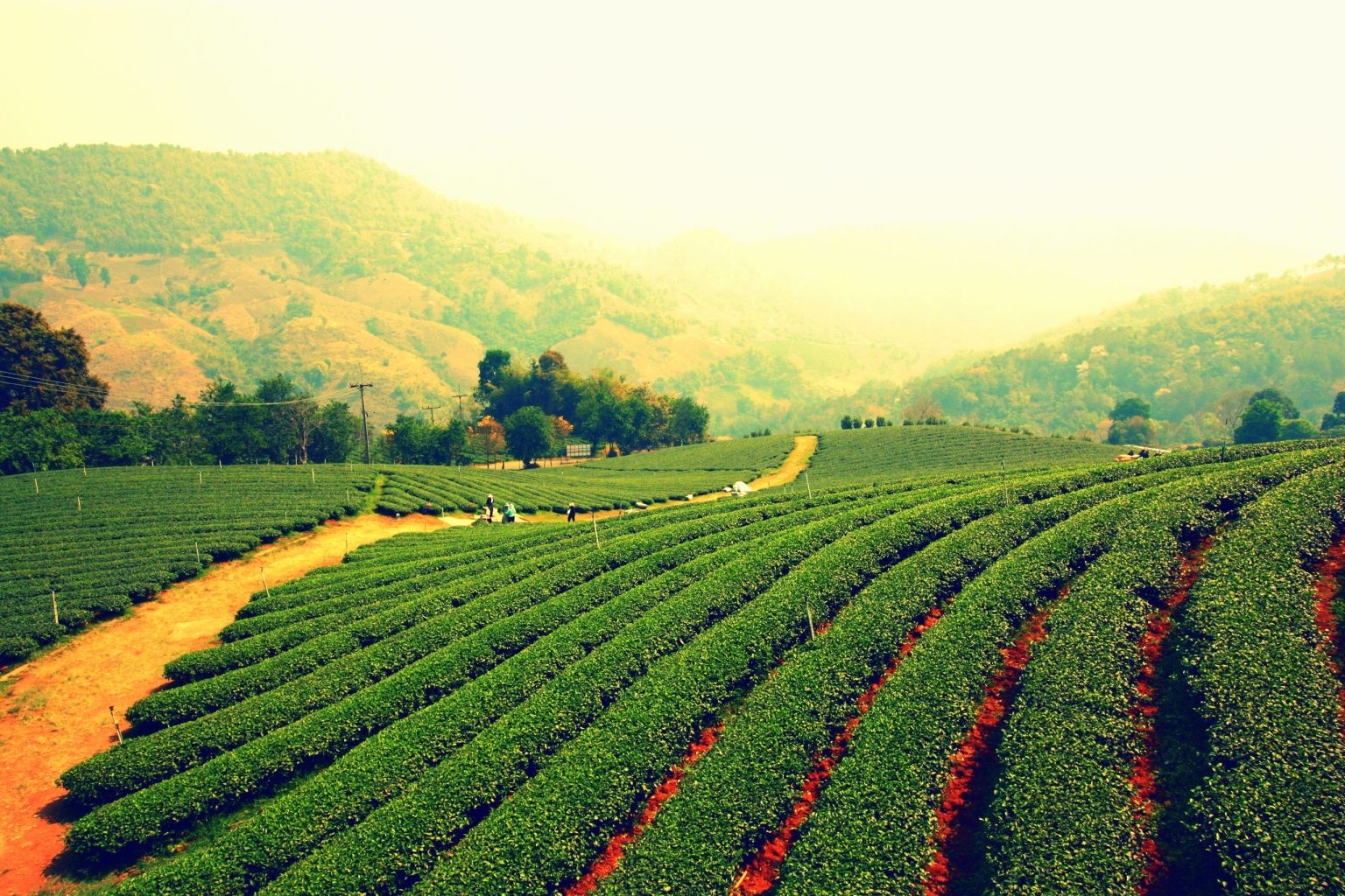 Oolong tea plantation at Doi Mae Salong, Chiang Rai