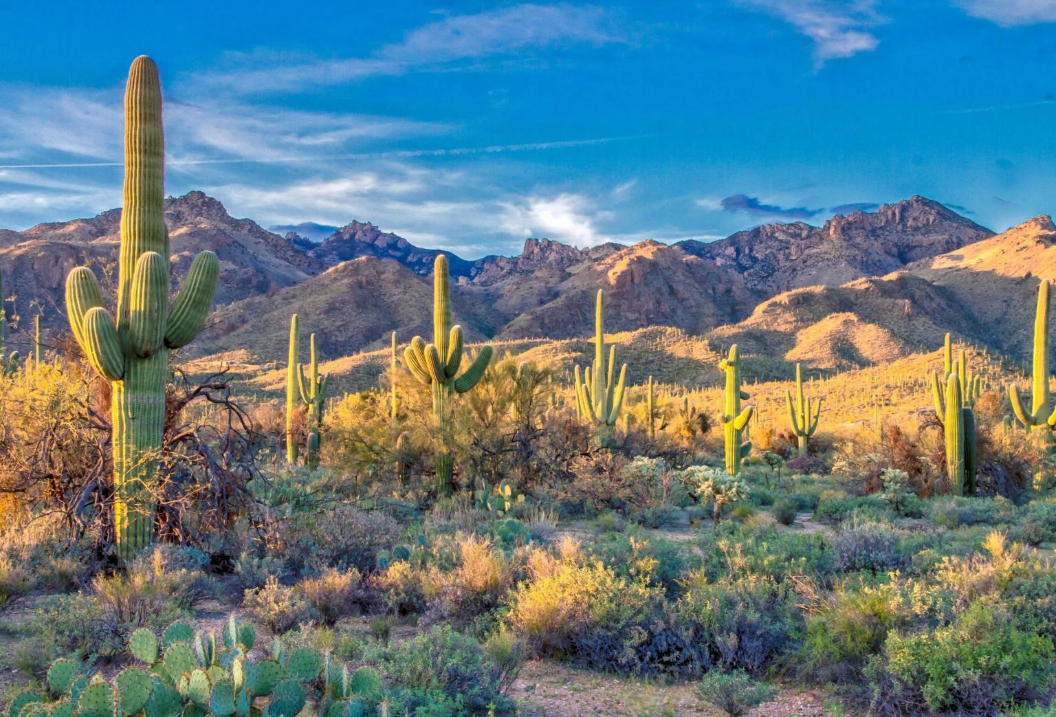 Saguaro cacti and wildflowers below the mountains of the Sonoran Desert