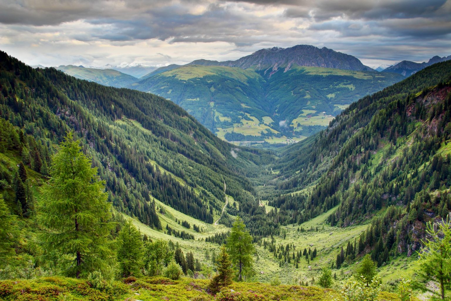 Road through a forested valley in the Austrian Alps