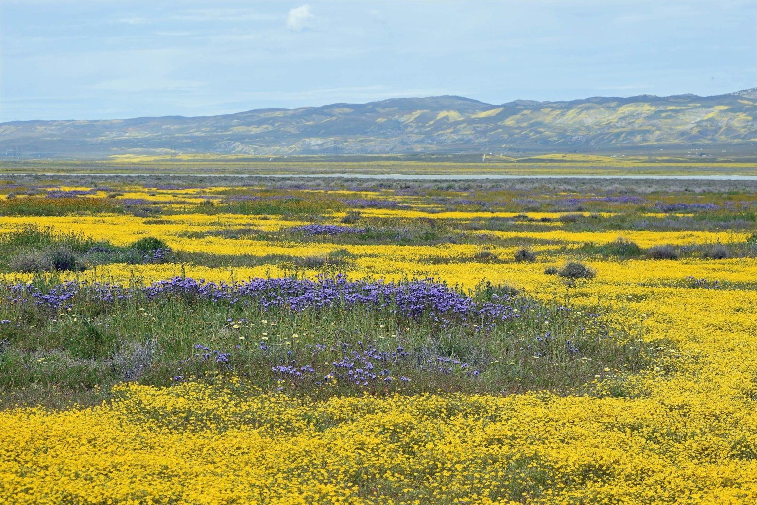 Superbloom wildflowers carpeting a California valley in yellow and purple