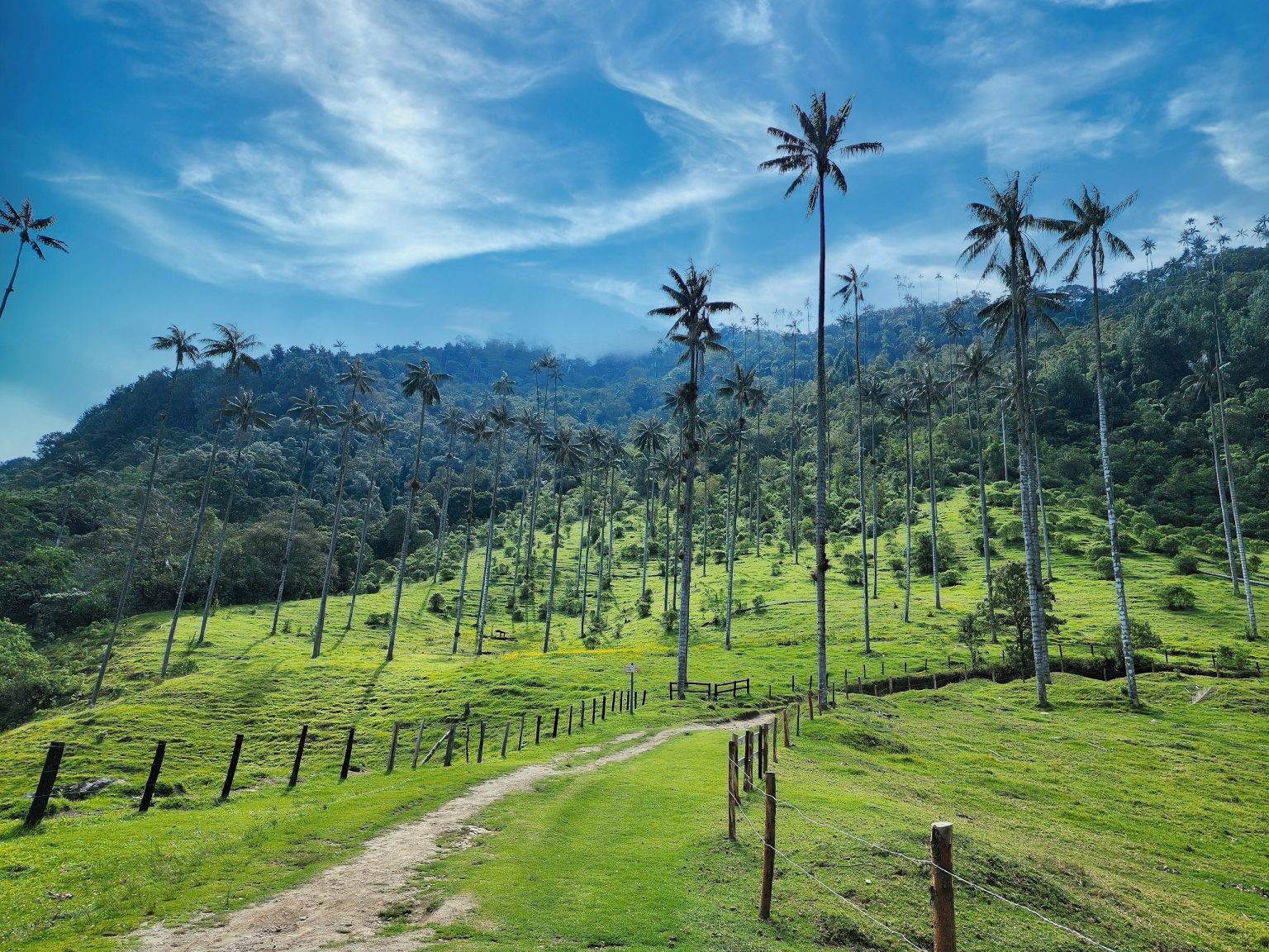 A dirt road through the wax palms of the Cocora Valley