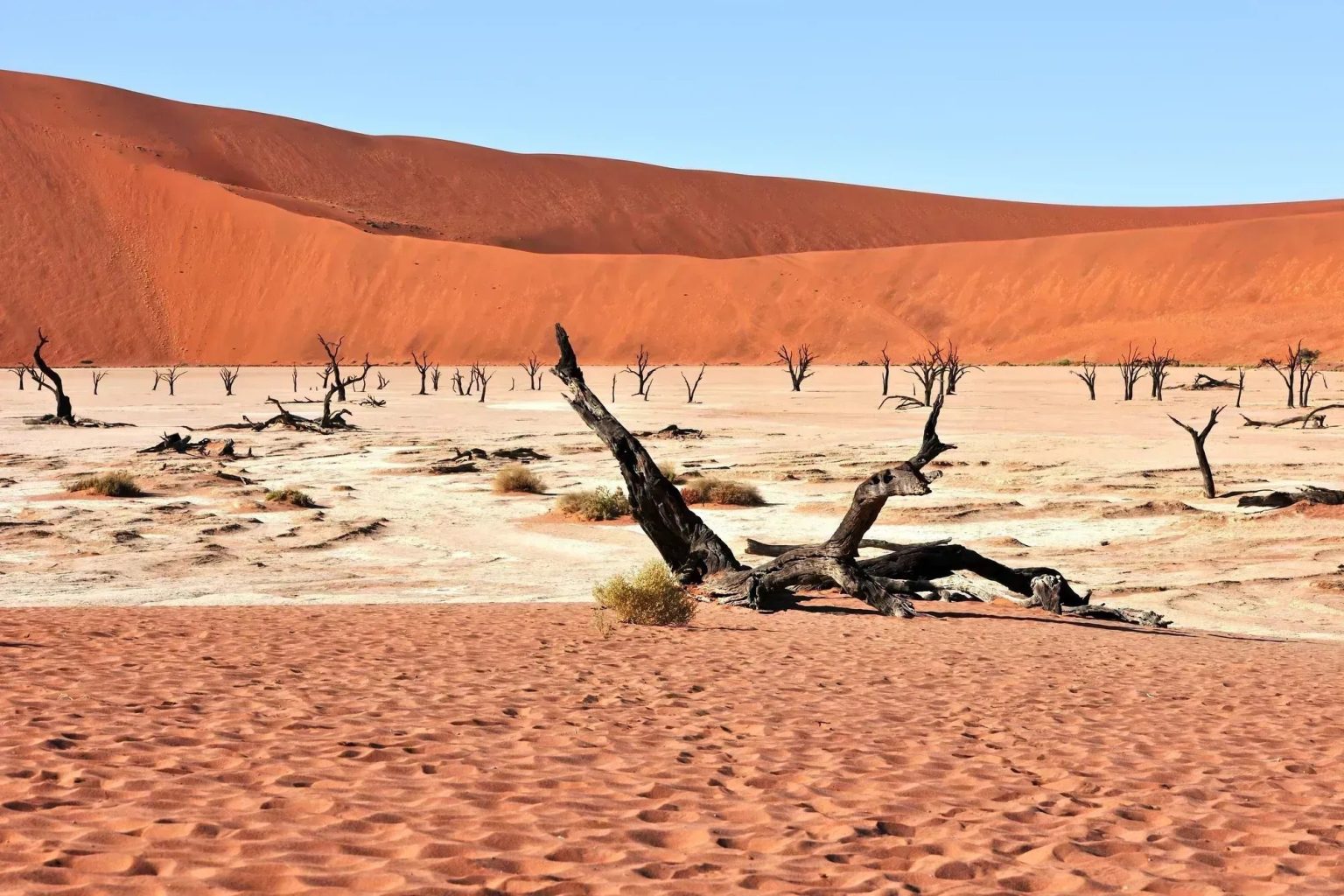 Dead camelthorn trees on the pan at Deadvlei, Sossusvlei