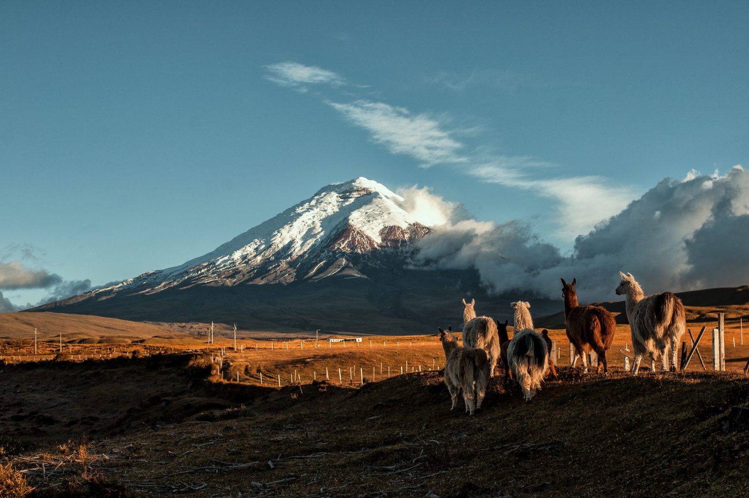 Llamas below Cotopaxi at sunset
