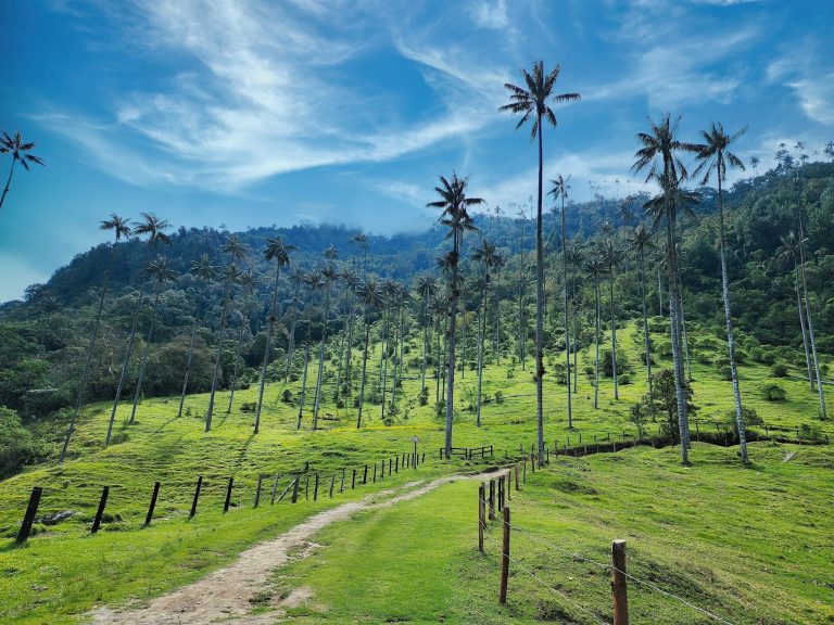 A dirt road through the wax palms of the Cocora Valley