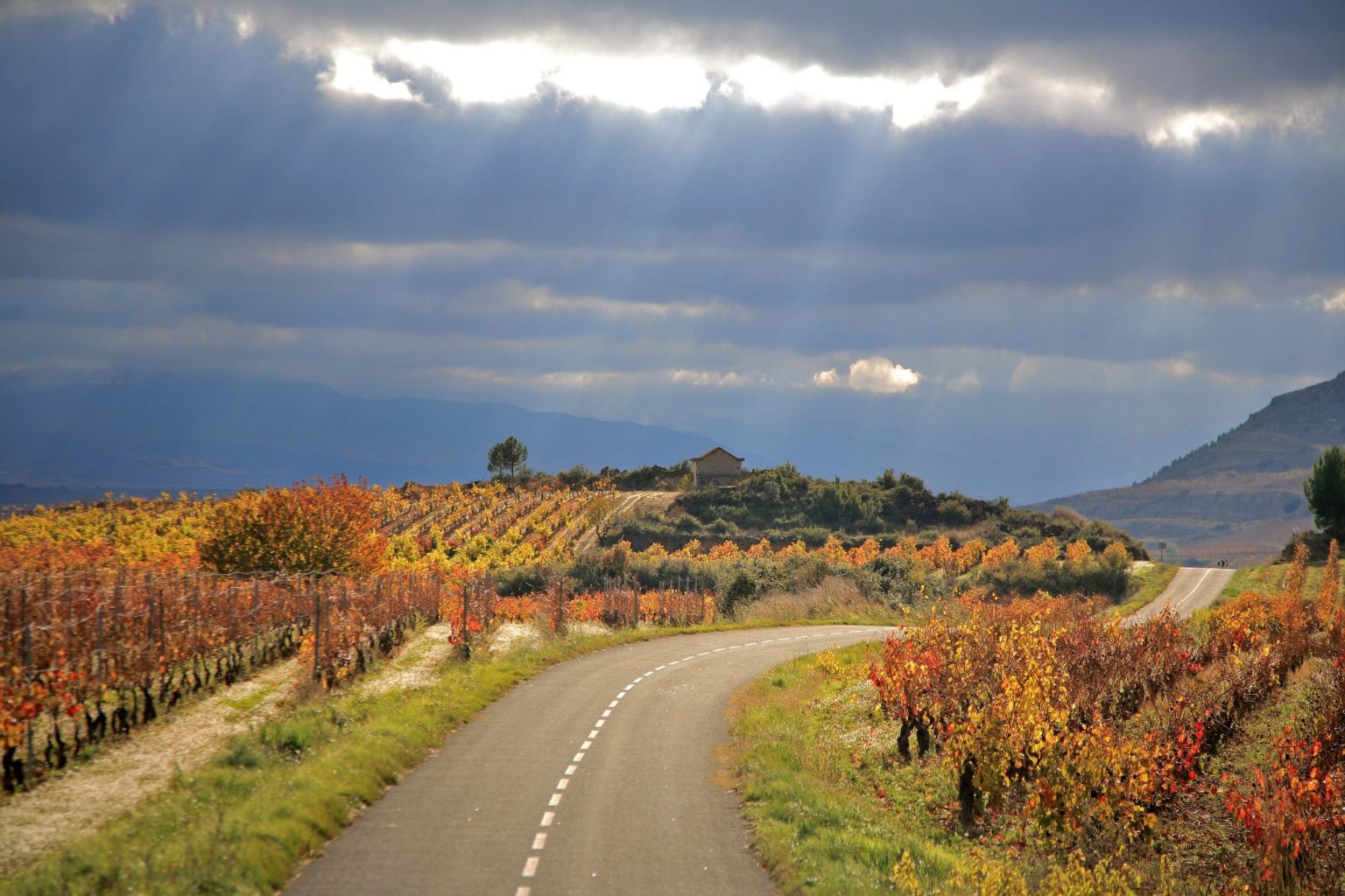 Road through autumn vineyards in Rioja