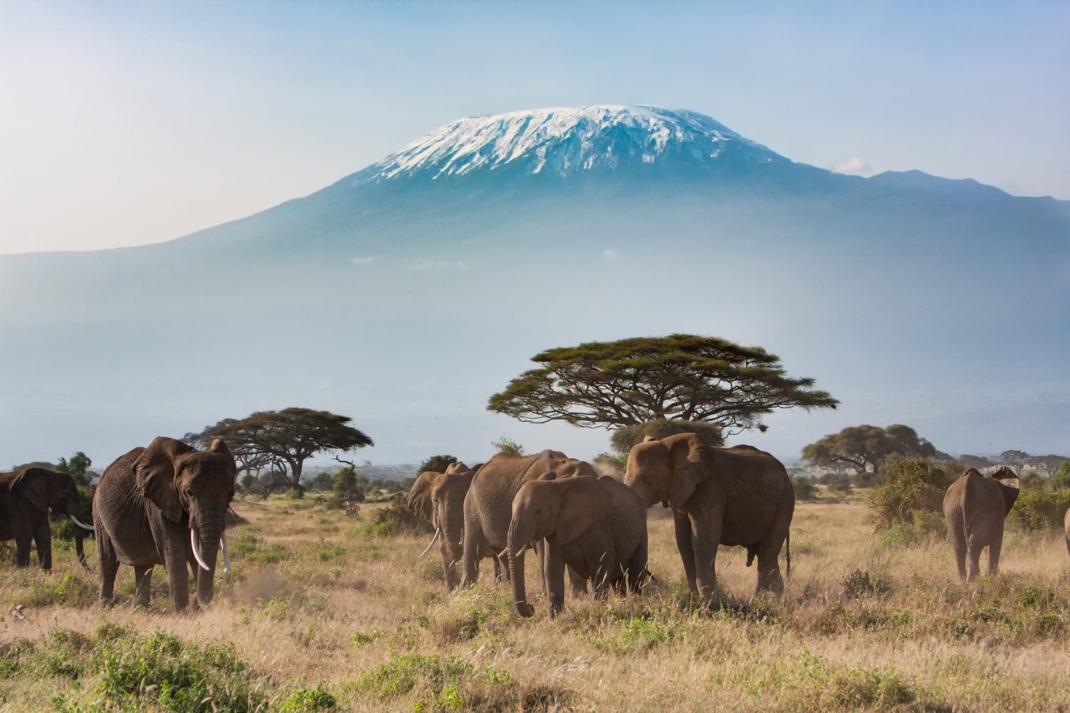 Elephants in Amboseli with Mount Kilimanjaro behind, Kenya