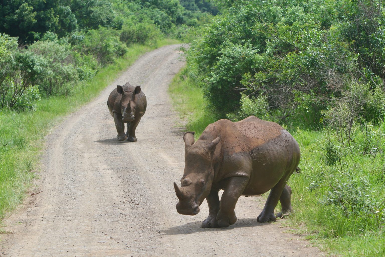 White rhinos on a track in Hluhluwe-iMfolozi
