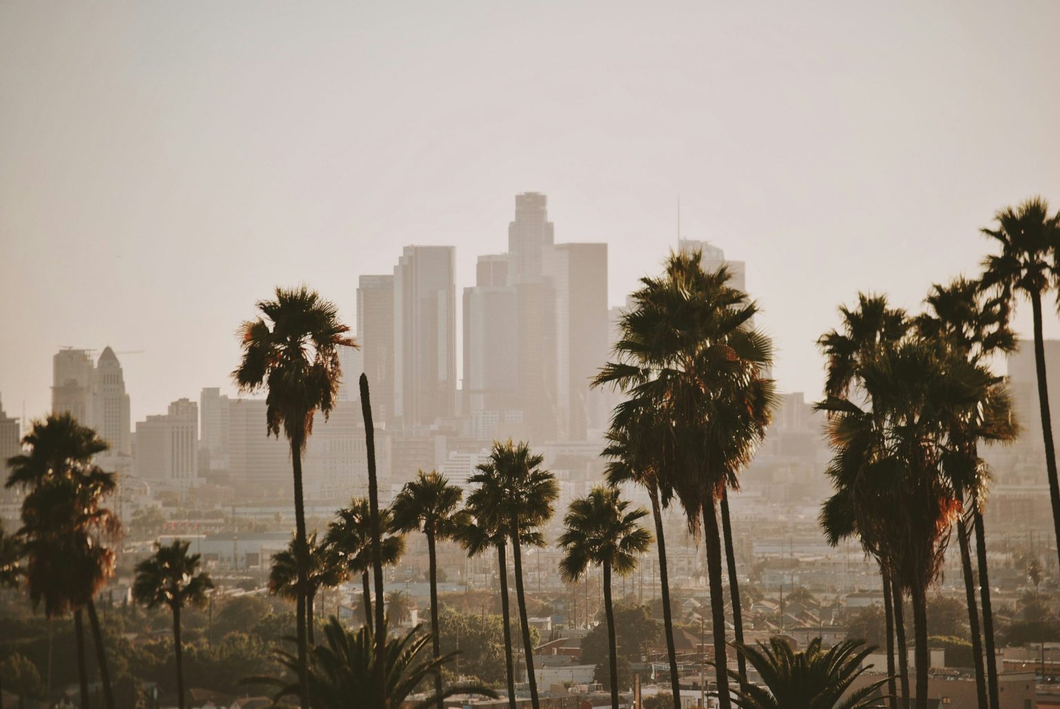 Downtown Los Angeles skyline behind rows of palm trees in hazy light