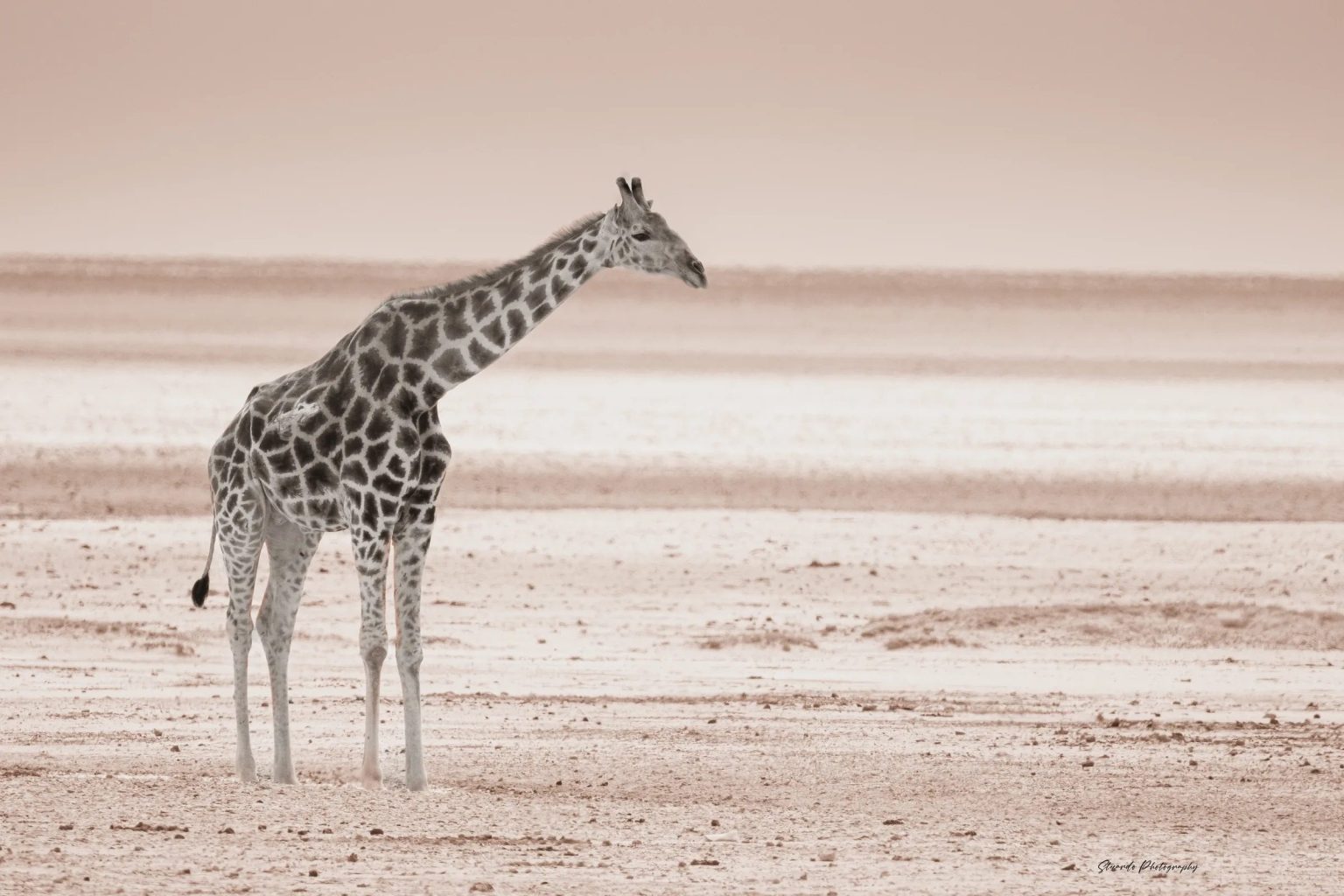 A giraffe on the white pan of Etosha