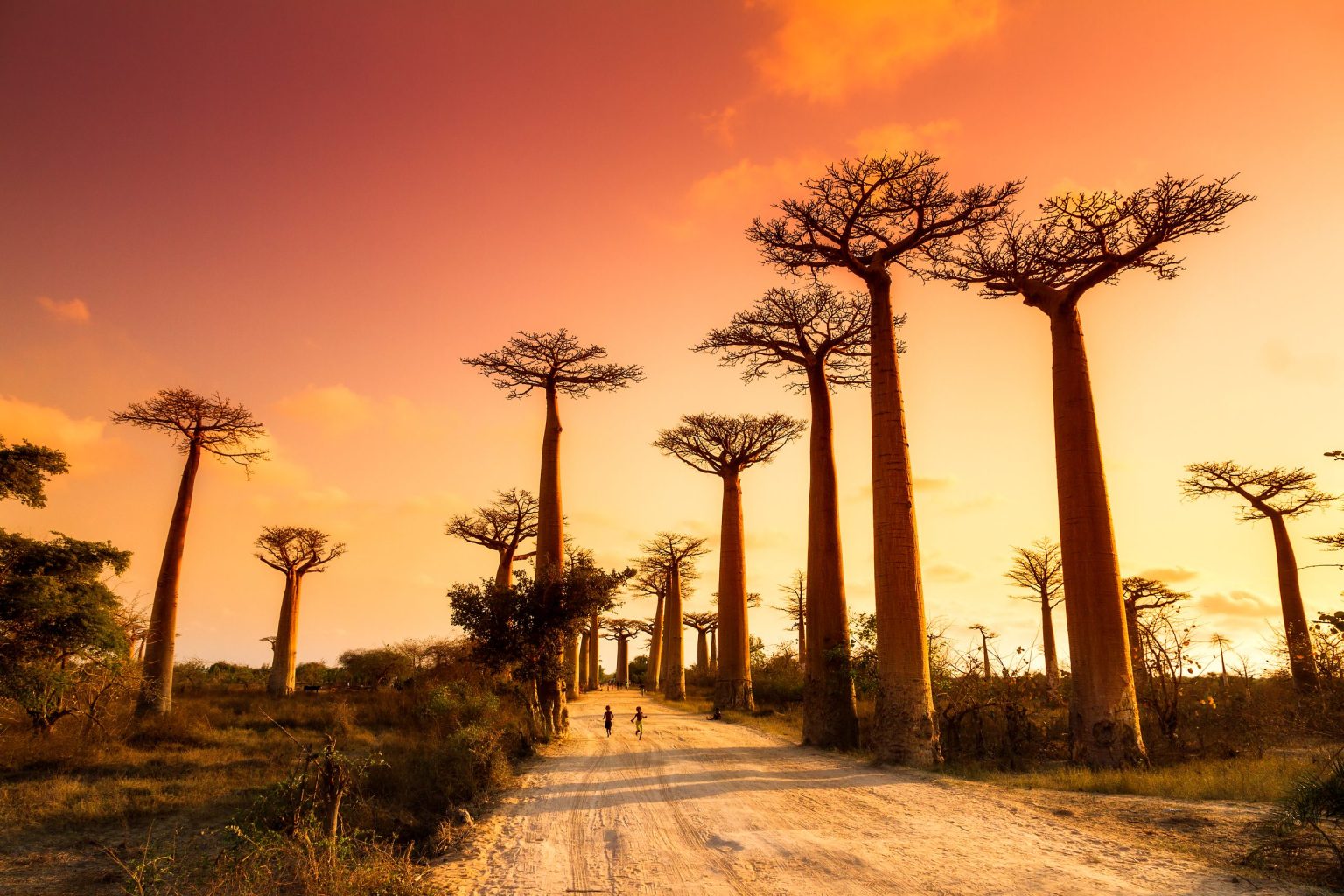 The Avenue of the Baobabs at sunset