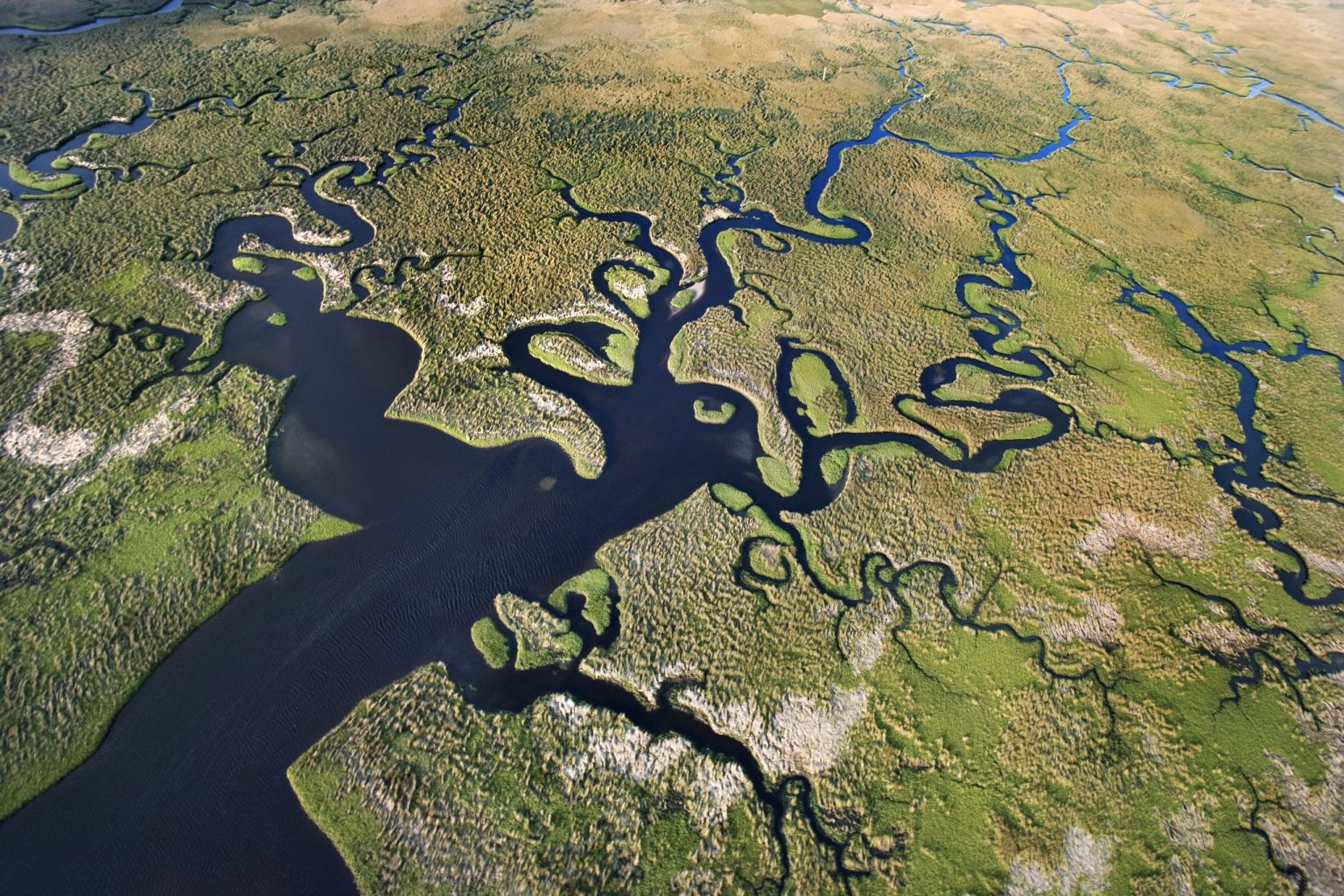 Aerial view of winding waterways through the Florida Everglades
