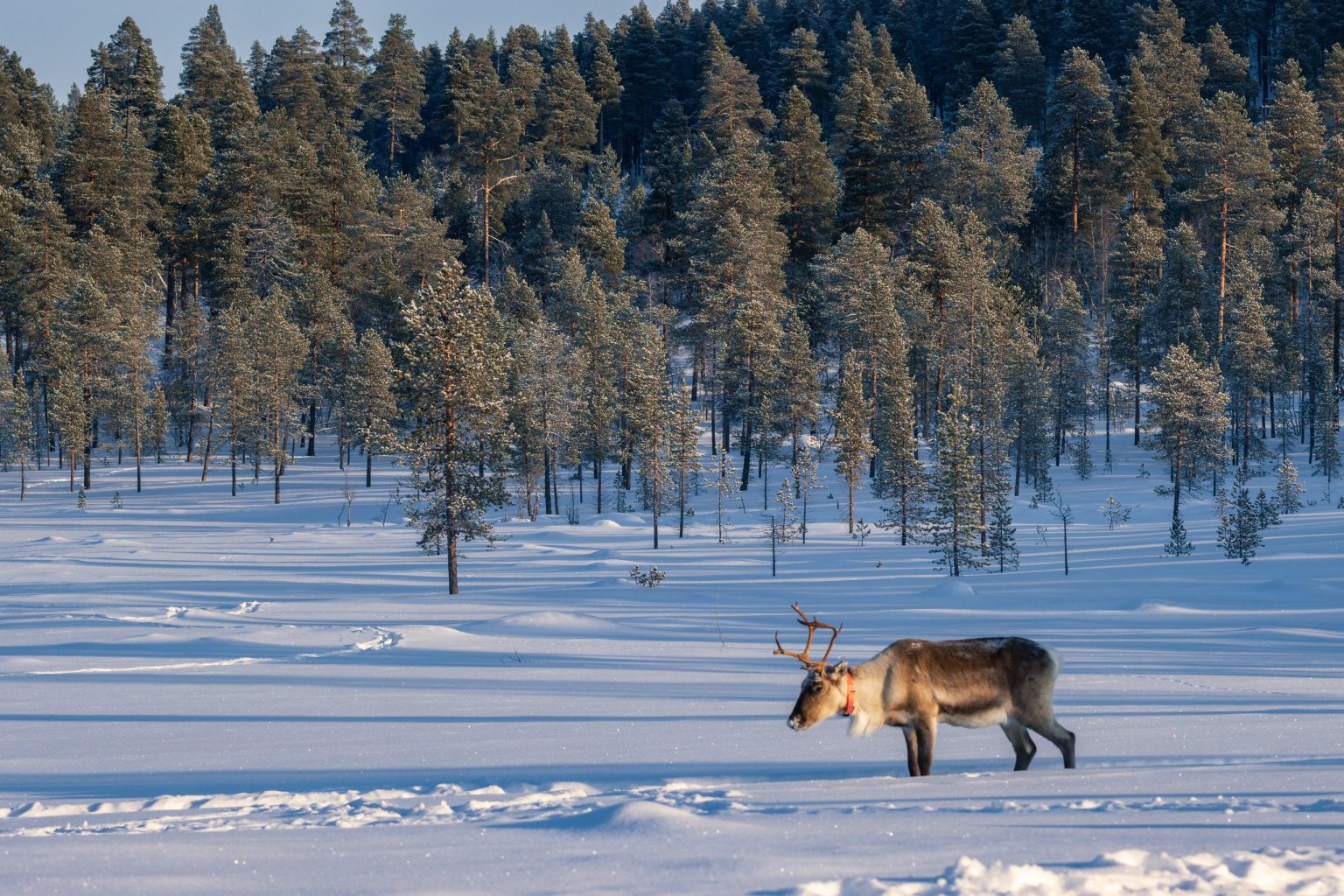 Reindeer in snowy taiga forest