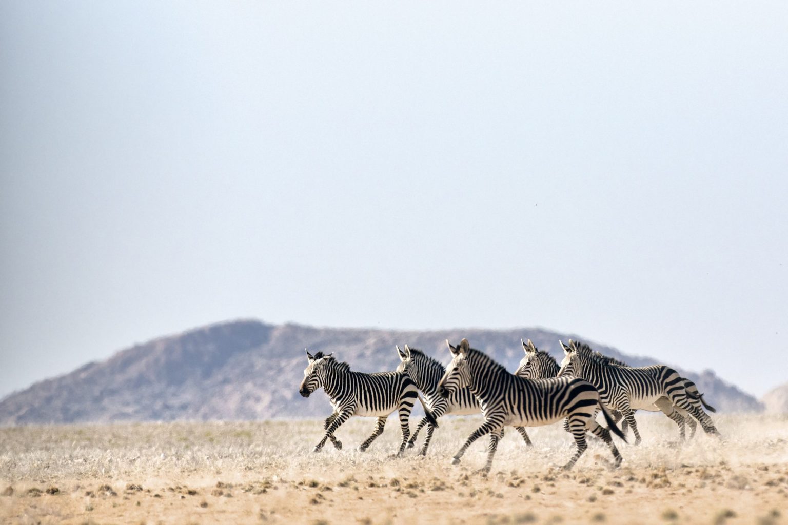 Mountain zebra running across the desert plains