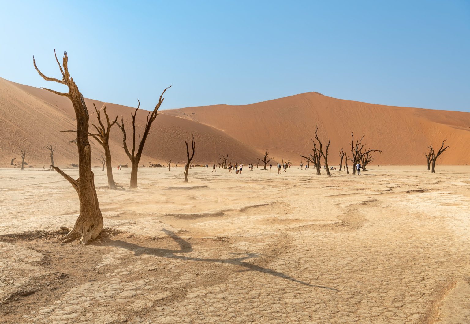 Deadvlei's dead trees below Big Daddy dune, Sossusvlei