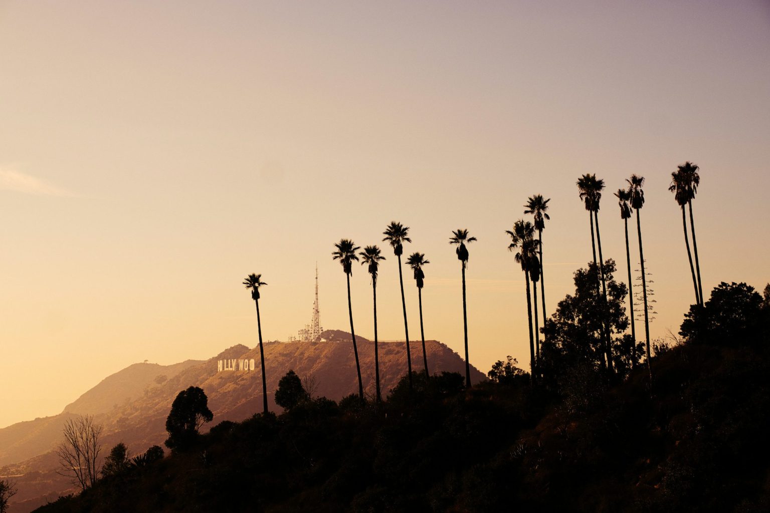 Palm trees silhouetted against the Hollywood Hills at sunset, Los Angeles