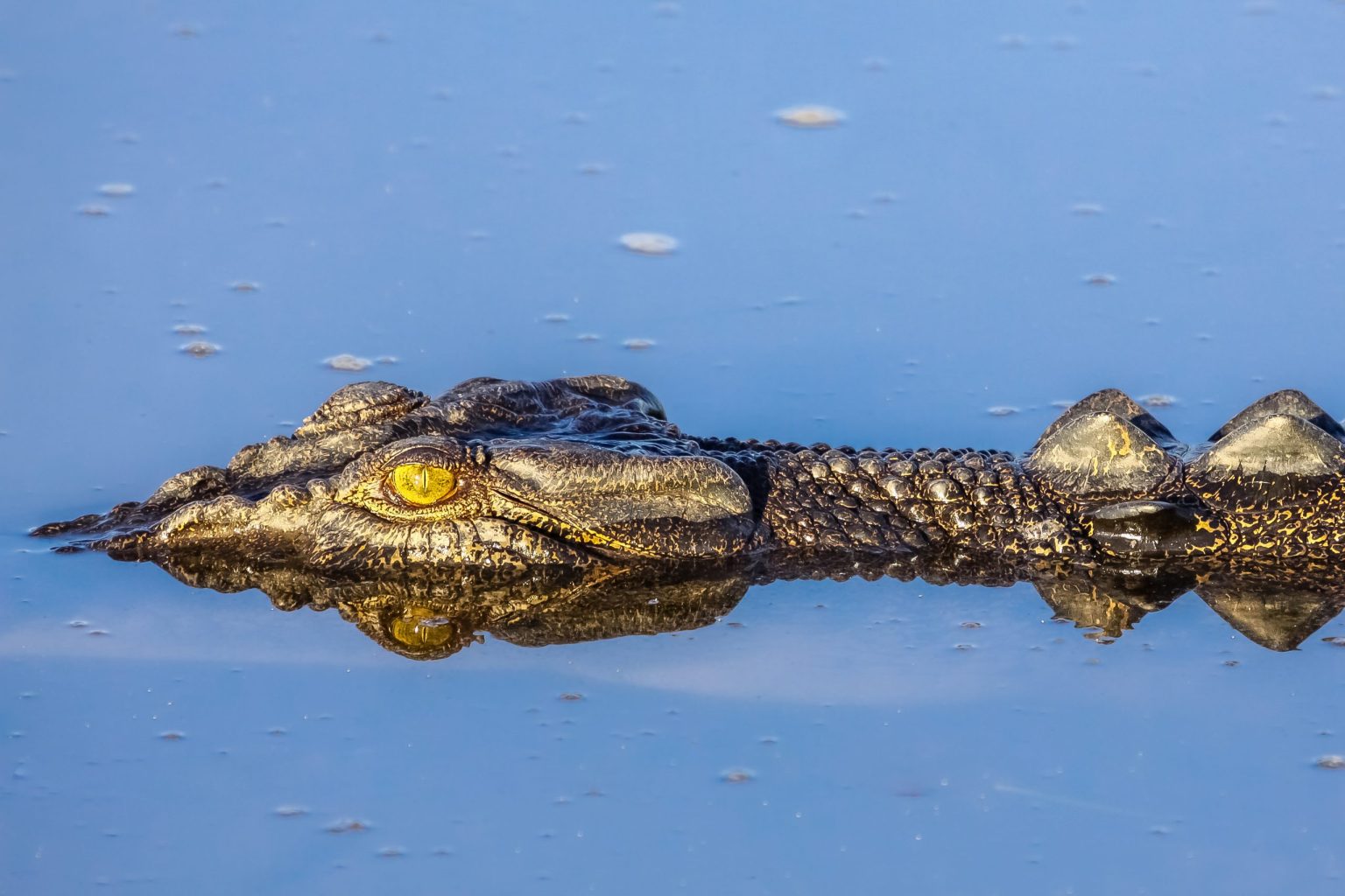 Saltwater crocodile in the Top End