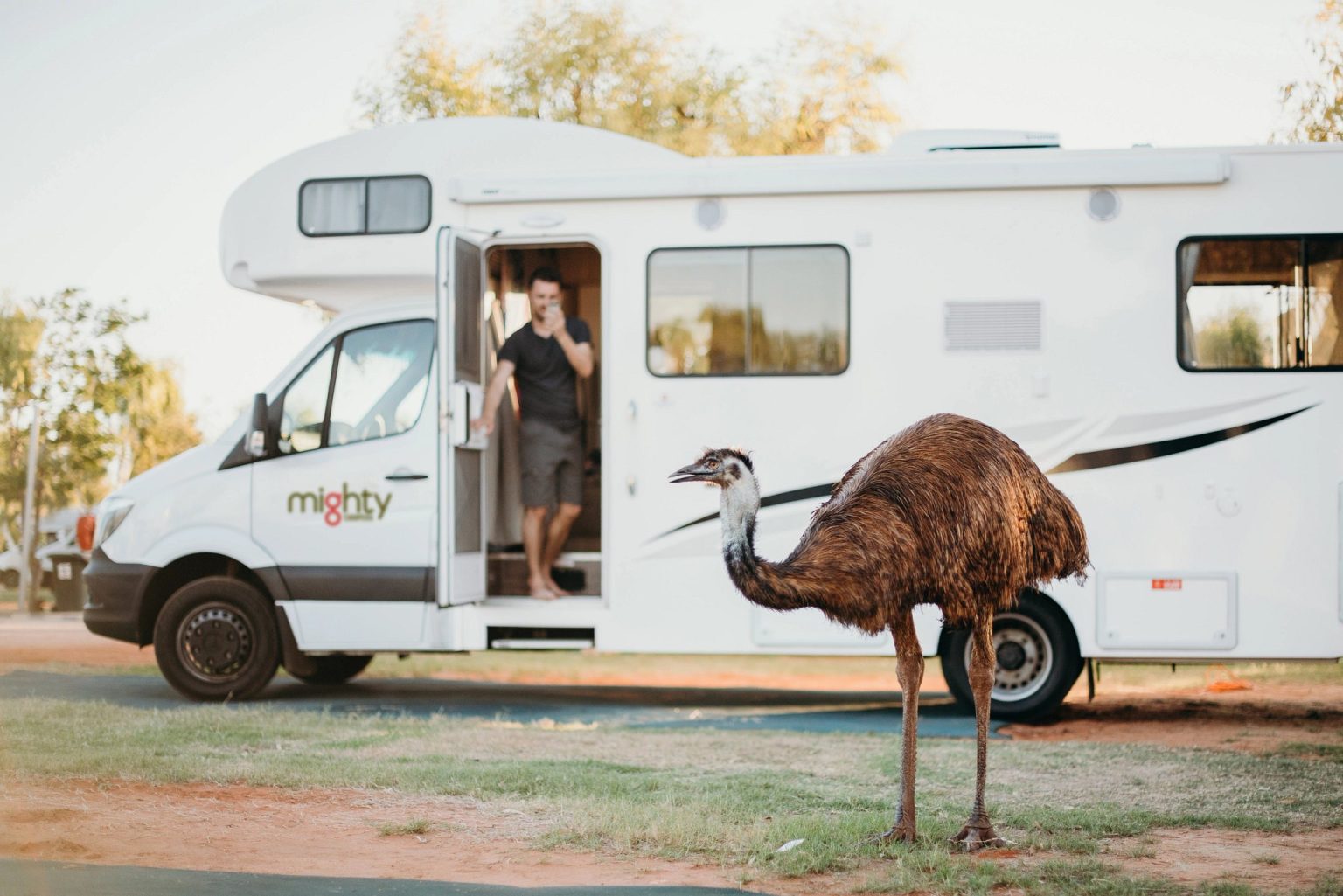 Emu wandering past a motorhome with its door open, Perth, Western Australia
