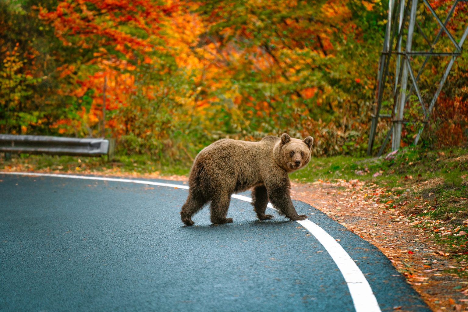 Brown bear crossing a road in the Carpathians