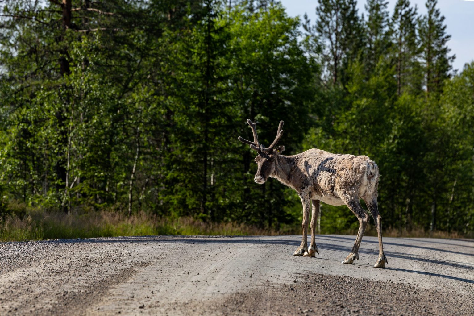 Reindeer crossing a gravel road in Lapland