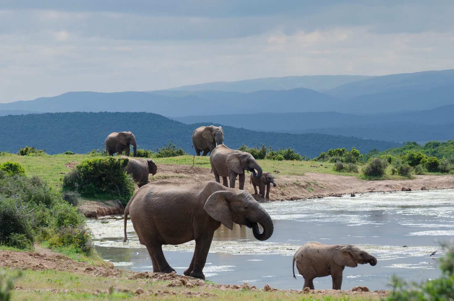 Elephants at a waterhole in Addo Elephant National Park