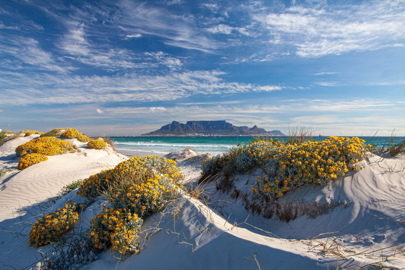 Table Mountain above spring wildflowers, Cape Town