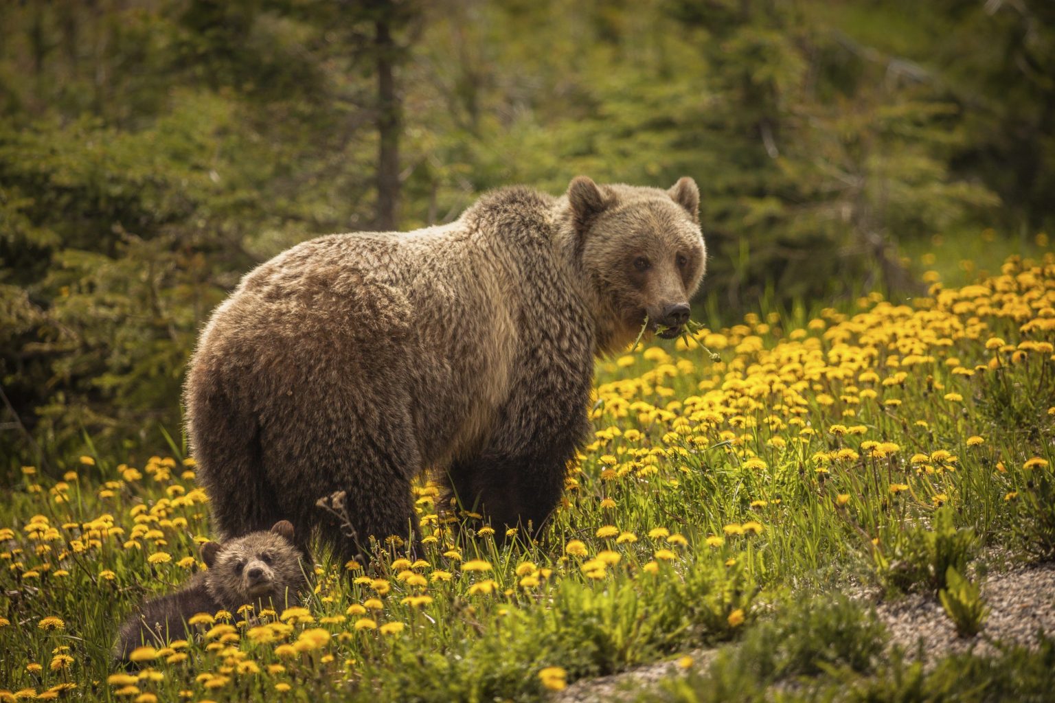 Grizzly bear and cub in the Canadian Rockies