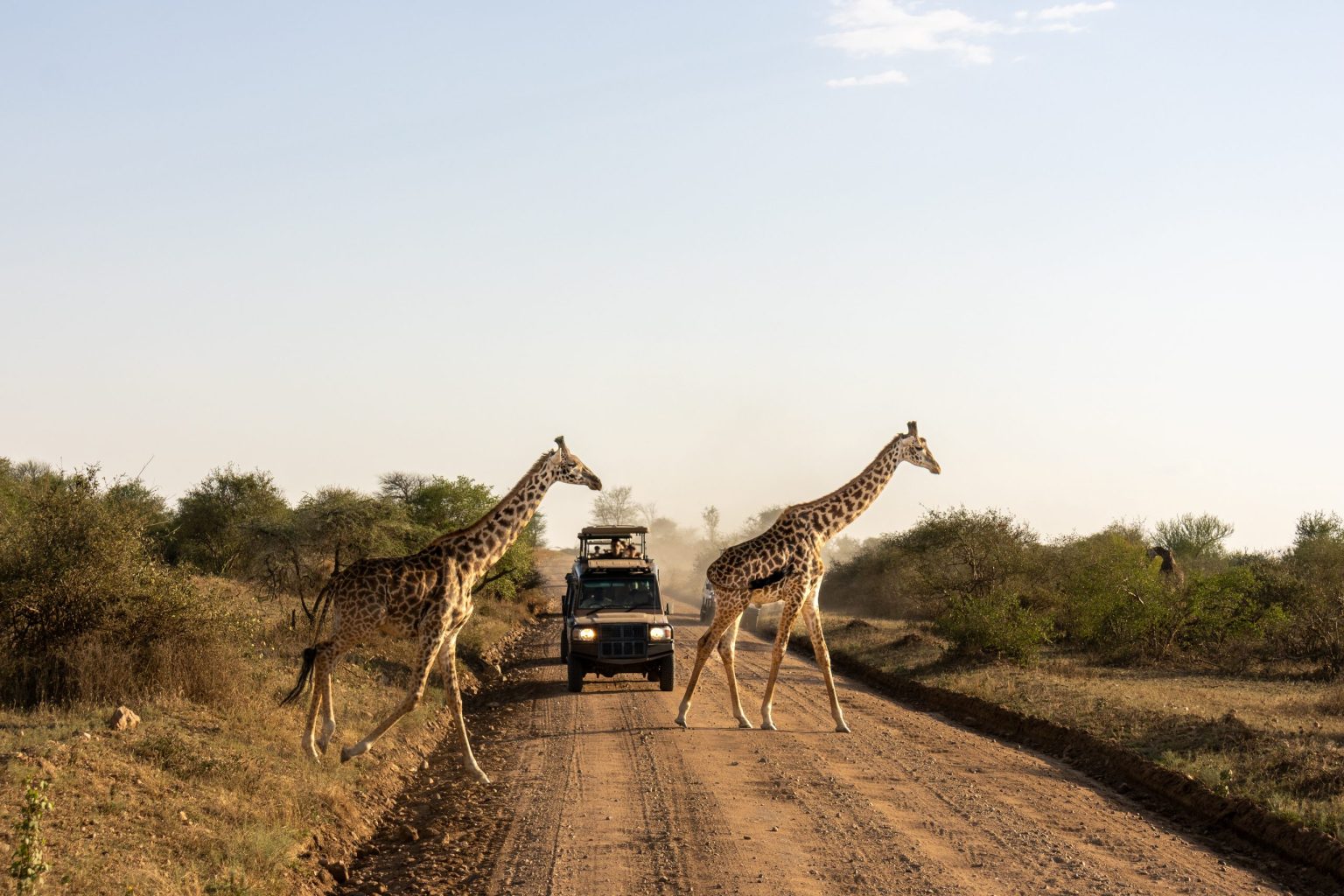 A Masai giraffe crossing a safari track in Tanzania