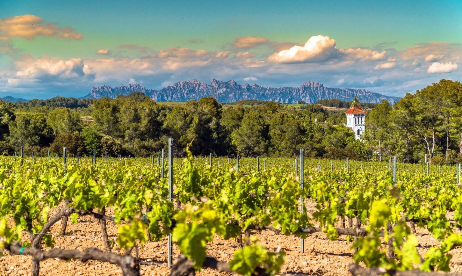 Vineyards at Penedes, Catalonia