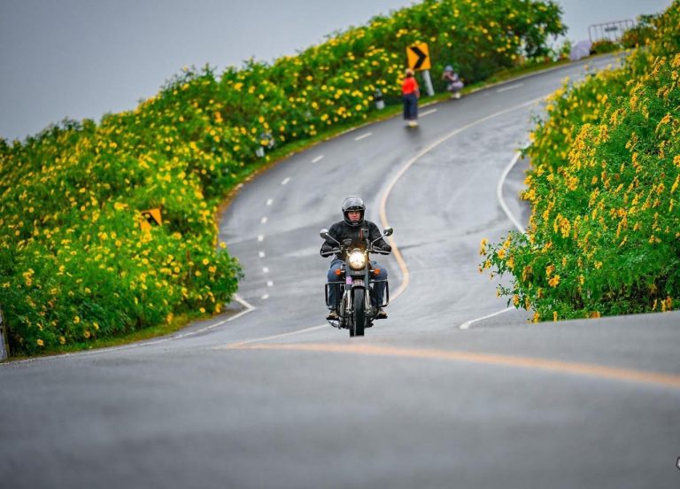 Motorcyclist riding a curving mountain road lined with yellow wildflowers in northern Thailand