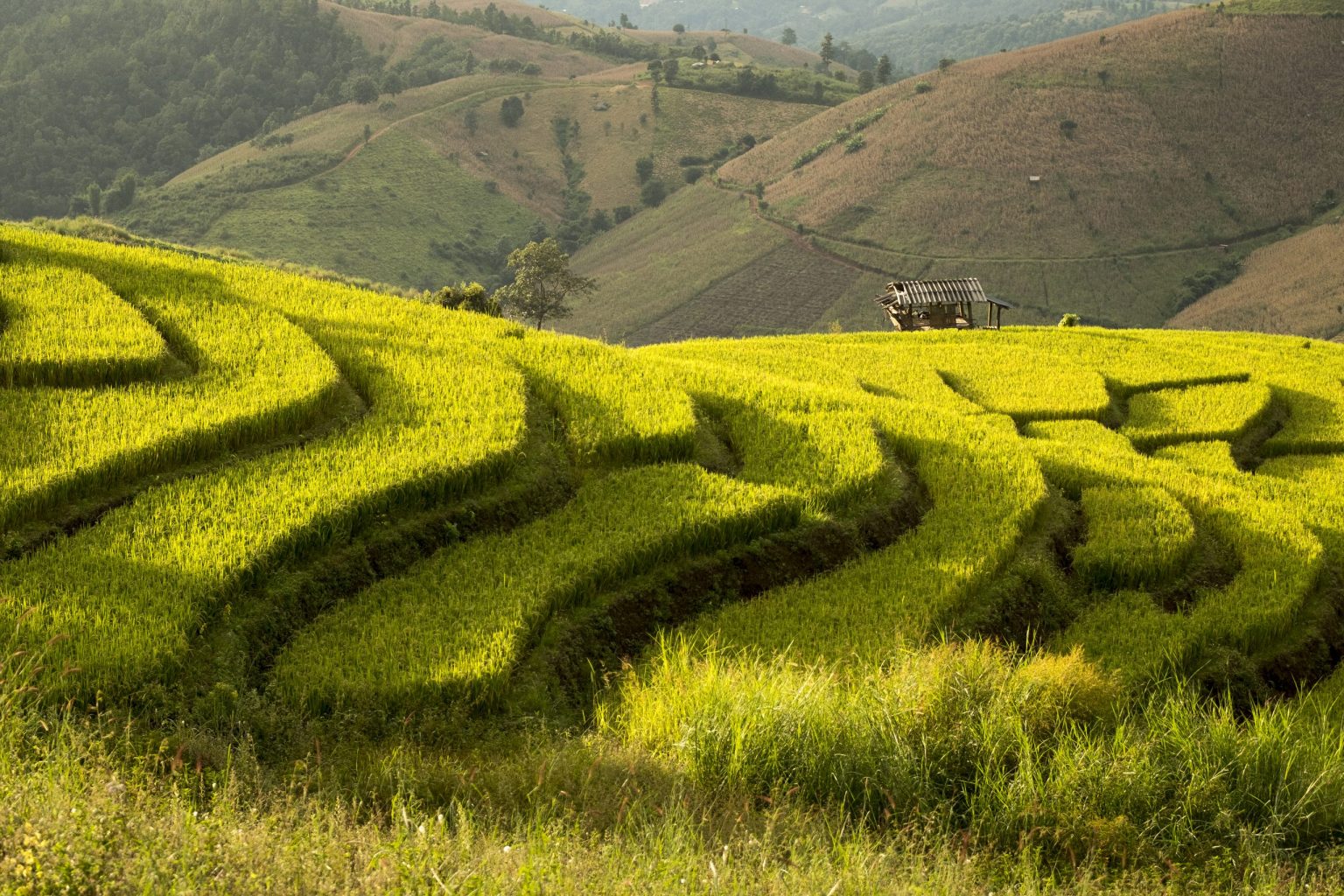Rice terraces in the mountains of Chiang Mai province