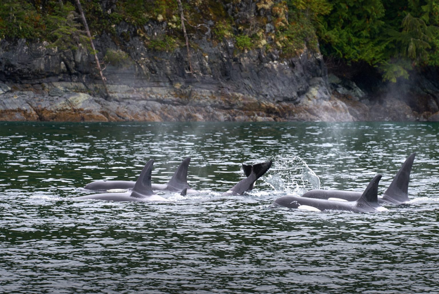 Orcas feeding in Johnstone Strait, British Columbia