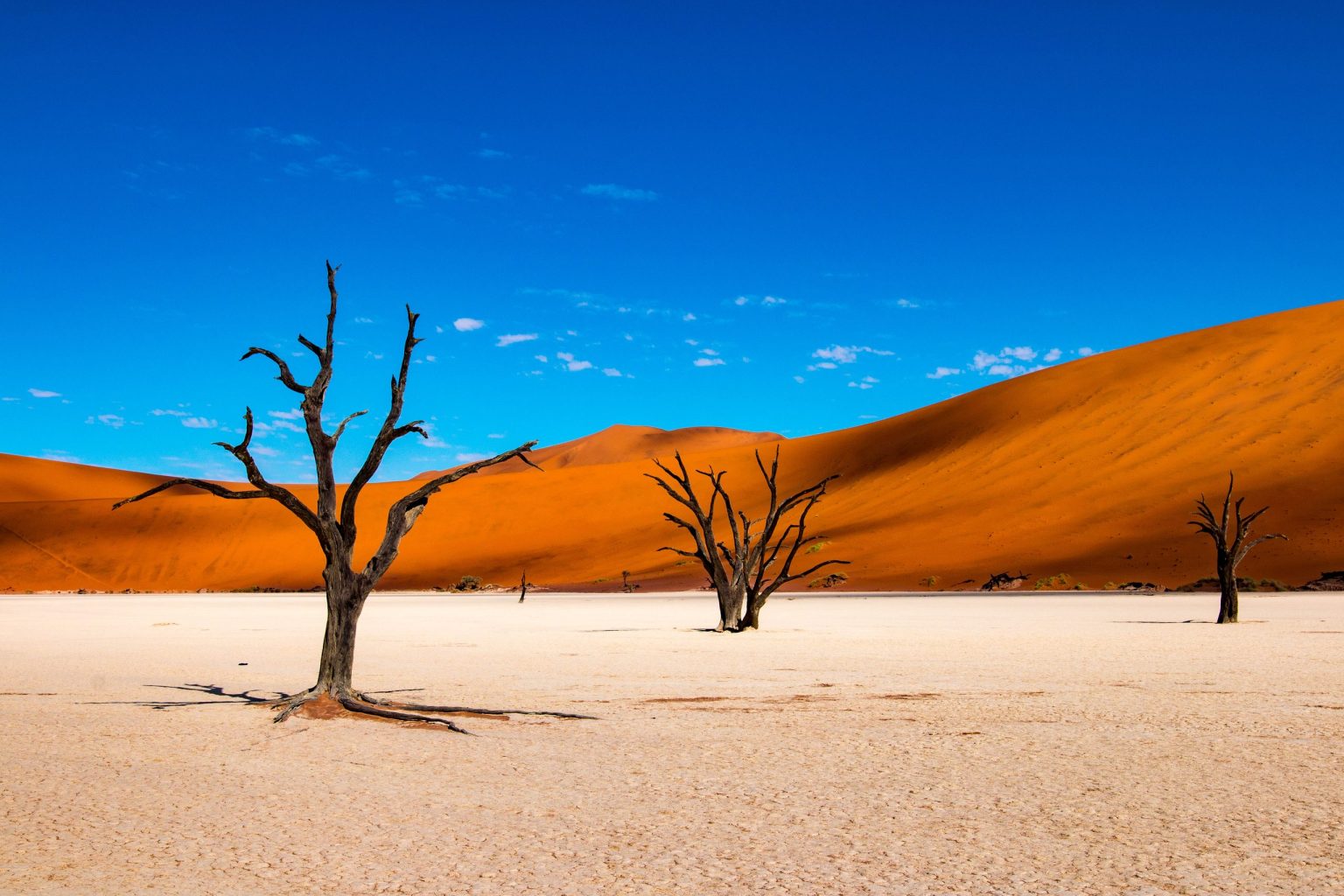 Dead camelthorn trees below red dunes at Deadvlei, Sossusvlei