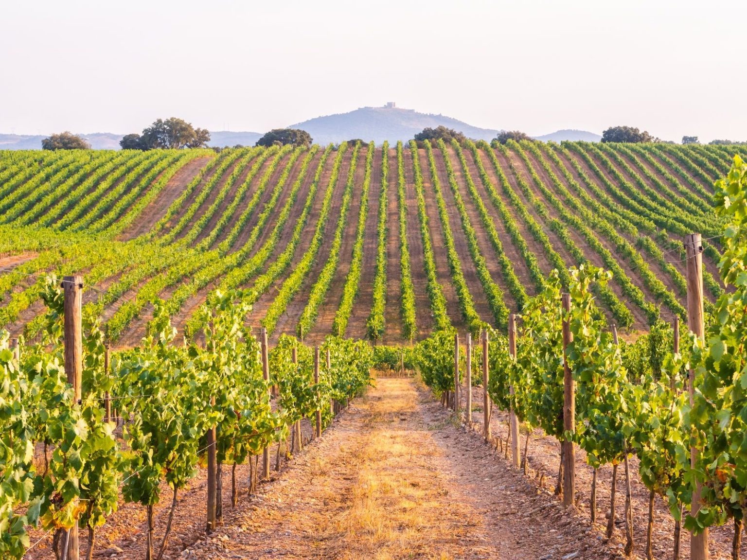 Vineyards, Douro Valley